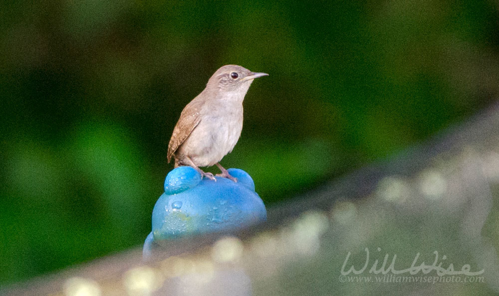 House Wren Picture