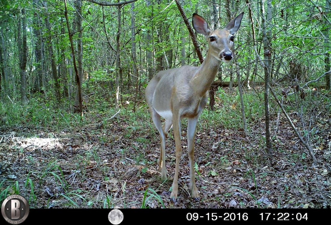 Trail Camera Deer Picture