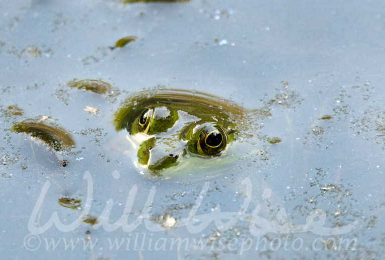 Bullfrog eyes in water Picture