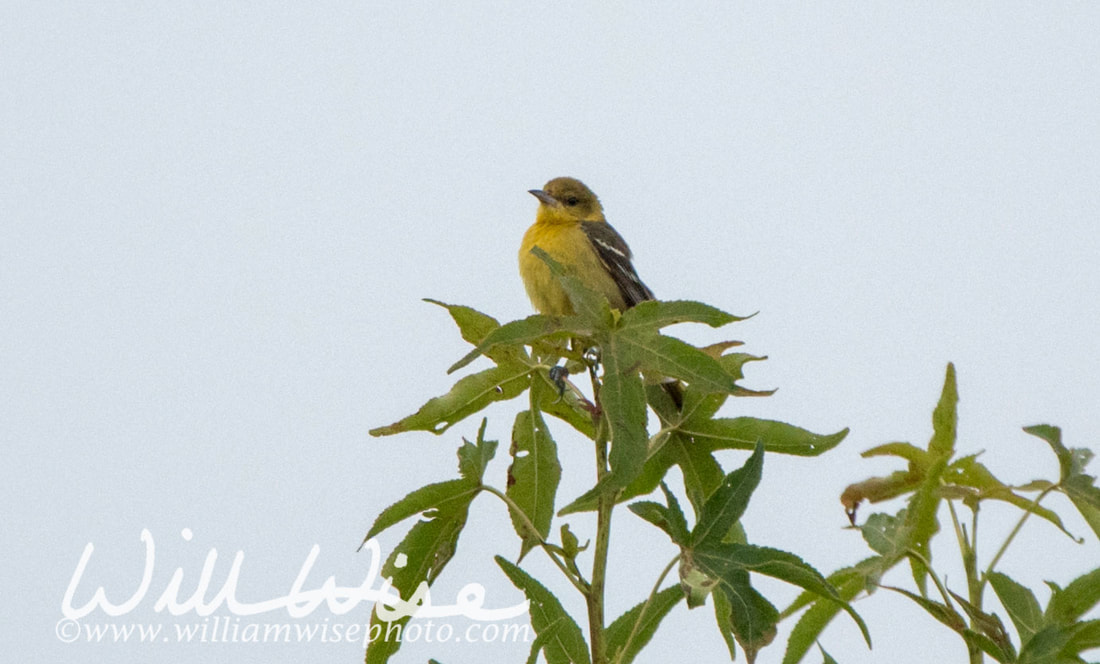 Orchard Oriole Picture