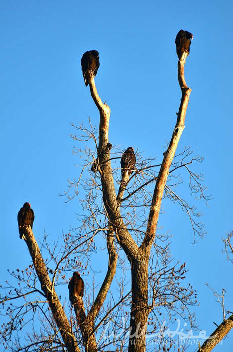 Turkey Vulture Picture