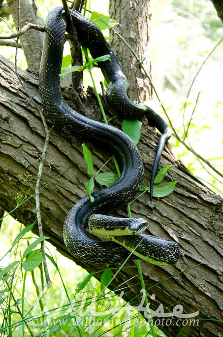 Eastern Black Rat Snake climbing a tree Picture
