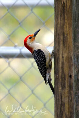 Red-bellied Woodpecker Picture