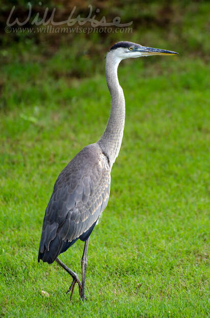 Young Great Blue Heron Picture