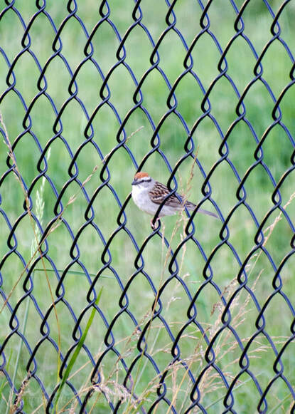 Chipping Sparrow Picture