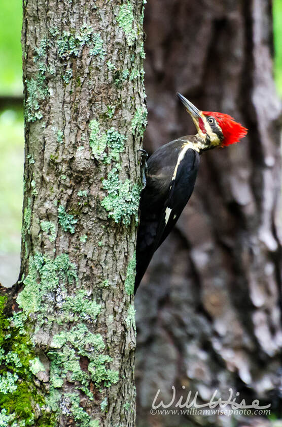 Pileated Woodpecker in Cades Cove GSMNP Picture