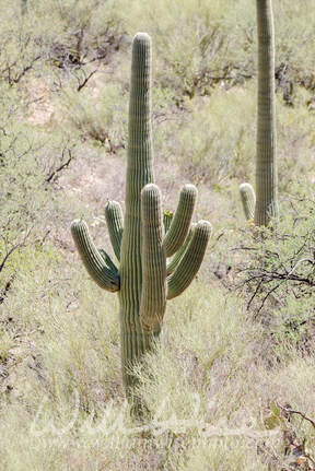 Huge Saguaro Cactus in Tucson Arizona desert Picture
