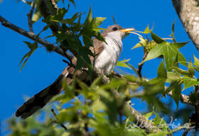 Yellow Billed Cuckoo Picture