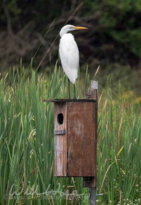 Great Egret perched on Wood Duck breeding box in Marsh habitat Picture