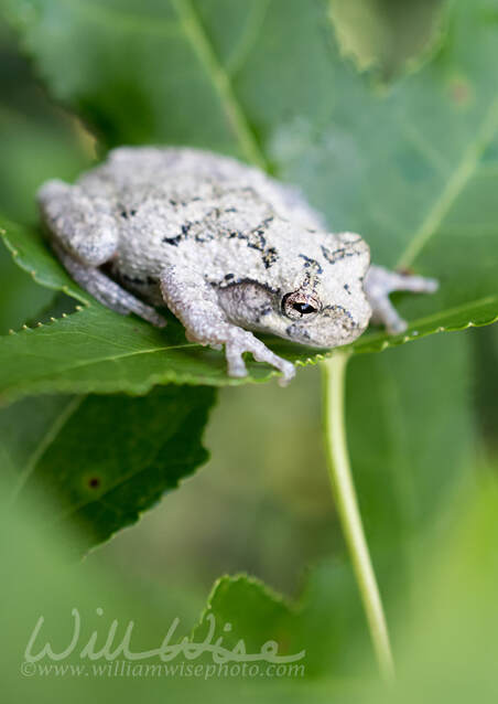 Gray Tree Frog on a Sweetgum tree leaf in a Georgia Forest Picture