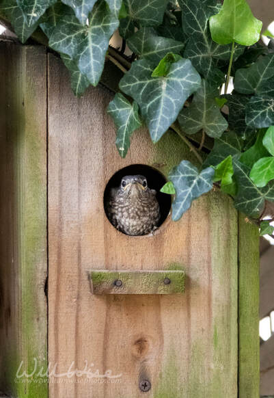 Eastern Bluebird fledgling in backyard nest box; Athens, Georgia. April 9, 2020.Picture
