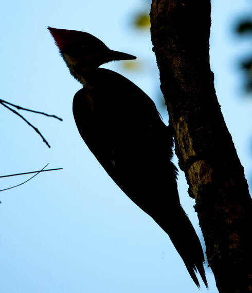 Silhouette of a Pileated Woodpecker drumming a branch Picture