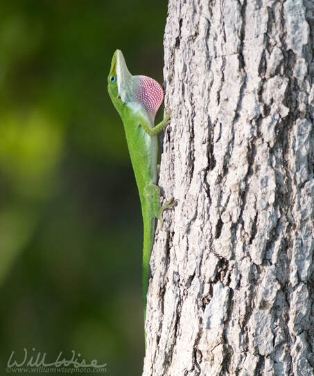 Green Anole lizard extending pink dewlap Picture