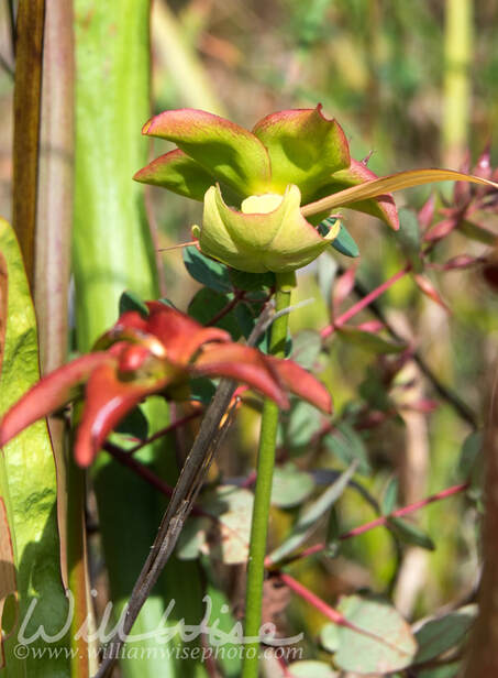 Okefenokee Hooded Pitcher Plant Flower Picture