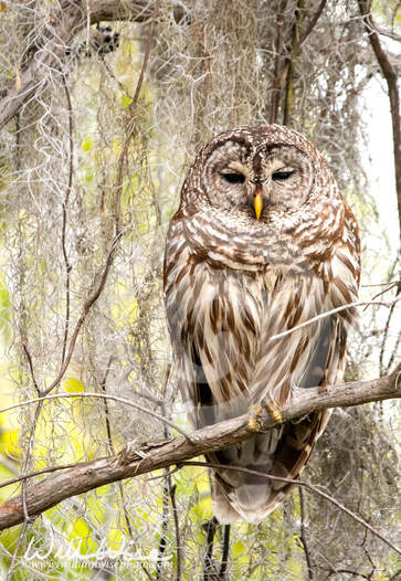 Sleepy Barred Owl perched on branch along Okefenokee Swamp Boardwalk Trail, Georgia USA Picture