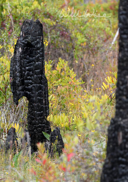 Burned Cypress Tree stump from forest wildfire in the Okefenokee Swamp Picture