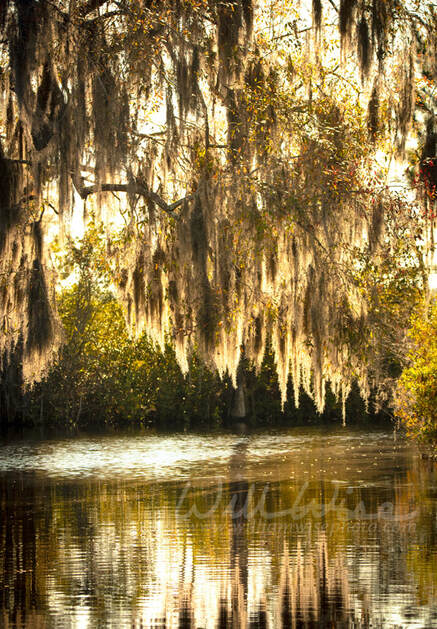 Sunset through Cypress Tree and Spanish Moss in the Okefenokee National Wildlife Refuge Picture