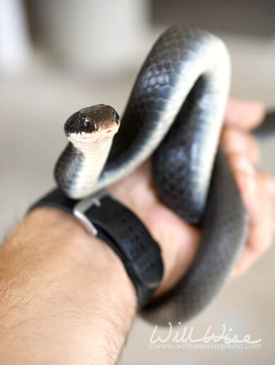 Black Eastern Racer Snake held in the hand flicking tongue Picture