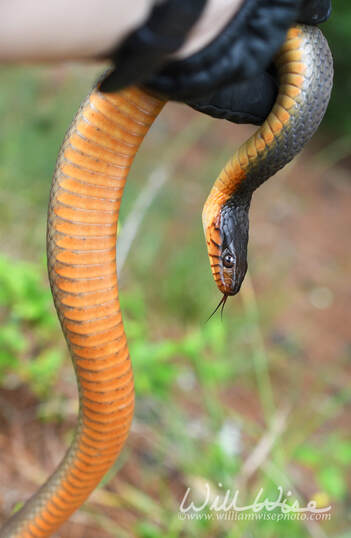 Plain Bellied Water Snake held up in hand to show orange belly Picture