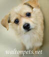 Cute Tan Terrier Dog Picture