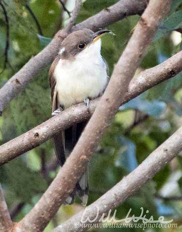 Yellow Billed Cuckoo Picture