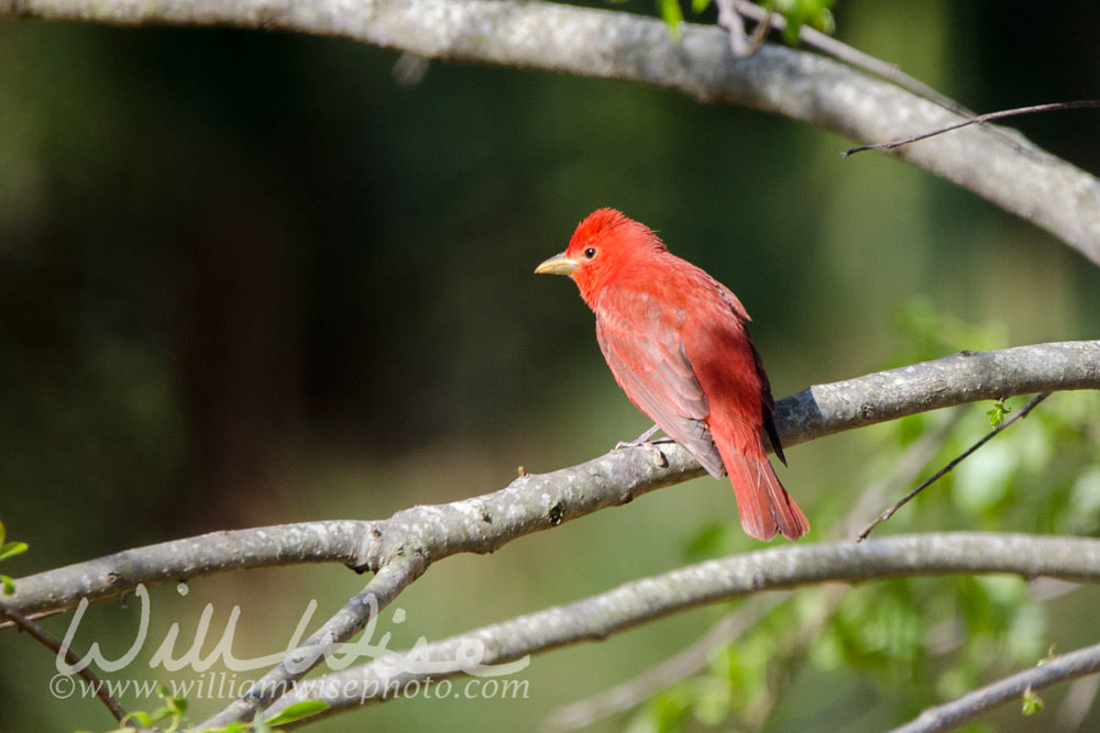 Summer Tanager Picture