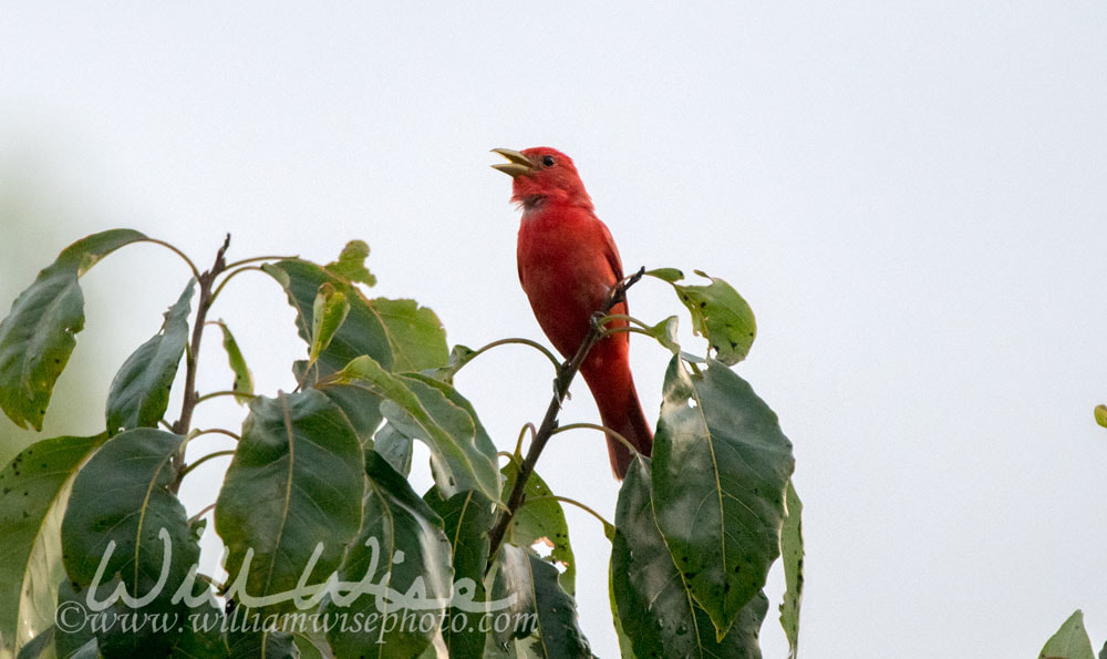 Summer Tanager singing Picture