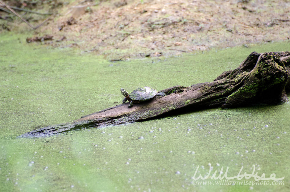 Duckweed Bog Picture