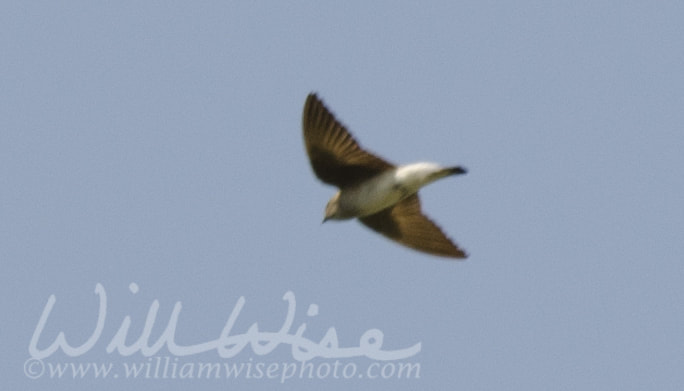 Rough Winged Swallow Picture
